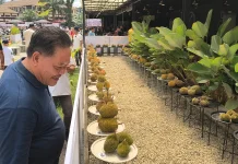 Paolus Hadi Optimis Kontes Durian Sanggau Temukan Varietas Baru