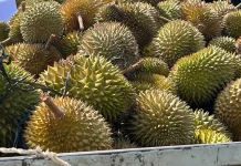 Sanggau Perkuat Pengembangan Durian Unggulan Lokal