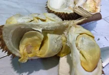 Sanggau Perkuat Pelestarian Hutan Tembawang