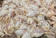 Ternak Ayam Mati Masal Diduga Terdampak Kabut Asap di Sanggau