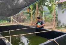 Pakan Mahal Jadi Kendala Pembudidaya Ikan di Sanggau