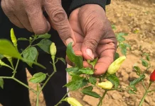 Dampak El Nino, Petani Cabai Sekayam Terancam Gagal Panen