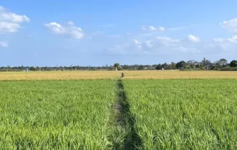 Petani Gorontalo Masih Pilih Jual Beras daripada Gabah