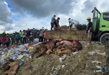 Pemusnahan Babi Ilegal yang Masuk di Kota Gunungsitoli