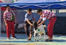 Latihan Berkurban sejak Dini, Menumbuhkan Keikhlasan dan Kepedulian Sosial