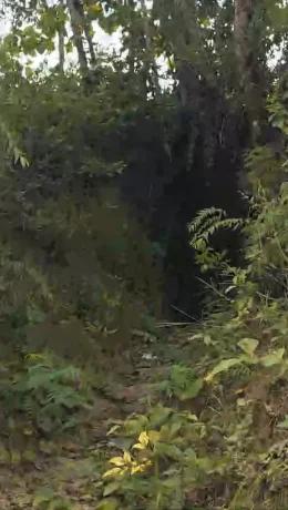 Tempat Wisata Gua Jepang Ftusuba Dialihkan menjadi Cagar Budaya