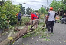 Angin Kencang Tumbangkan Pohon di 4 Titik Kota Madiun