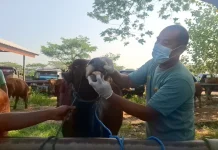 Cegah PMK dan LSD, DKPP Madiun Cek Kesehatan Hewan jelang Idul Adha