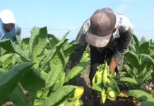 Kemarau, Petani Tembakau Diuntungkan
