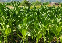 Berkat Kemitraan, Harga Tembakau Capai Rp50.000 per Kilogram