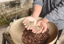 Potensi dan Cuan, Upaya Merawat Kopi Otentik Warisan Belanda di Lereng Lawu Magetan