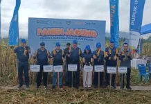 Panen Jagung Maros Jadi Penguatan Swasembada Pangan