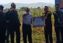 Kolaborasi Kejati–Pupuk Kaltim Dorong Hasil Jagung di Maros