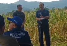 Agrosolution Pupuk Kaltim Dongkrak Panen Jagung Maros