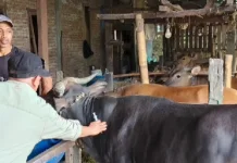 ASN Pemkab Maros Gotong Royong Sediakan Ratusan Paket Kurban Iduladha