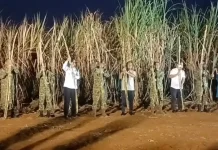 Panen Raya Tebu di Takalar, TNI AU Dukung Percepatan Swasembada Gula Nasional