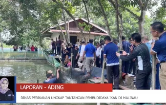 Bibit hingga Pemasaran, Ragam Kendala Pembudidaya Ikan Malinau