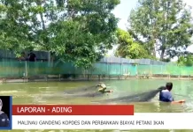 Skema Pembiayaan Lunak Disiapkan bagi Pembudidaya Ikan Malinau