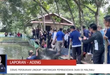 Bibit hingga Pemasaran, Ragam Kendala Pembudidaya Ikan Malinau