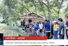 Perikanan Budidaya Malinau Tumbuh, Nilai Ekonomi Tembus Rp12 Miliar