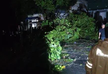 Hujan Deras dan Angin Kencang Terjang Manado, 8 Titik Pohon Tumbang