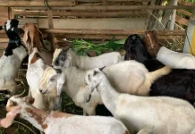 Harga Kambing Kurban di Manado Tembus Rp4 Juta per Ekor