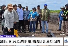 Ratusan Hektar Lahan Sawah di Merauke Mulai Ditanam Serentak