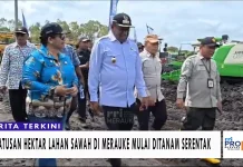 Ratusan Hektar Lahan Sawah di Merauke Mulai Ditanam Serentak