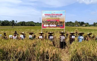 Panen Raya di Aceh Barat Dorong Swasembada Pangan Berkelanjutan