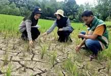 Sawah di Aceh Barat Kekeringan, Penyuluh Turun, Pemda Distribusi Pompanisasi