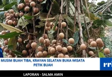 Musim Buah Tiba, Krayan Selatan Buka Wisata Petik Buah