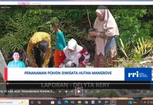 Taman Baca Pagun Taka Binusan Melakukan Penanaman Pohon di Hutan Mangrove