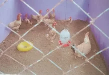 Pelestarian Ayam Lokal Khas Nunukan