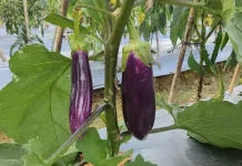 Mendorong Kemandirian Pangan di Perbatasan lewat Produksi Sayur Lokal
