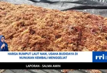 Harga Rumput Laut Naik, Usaha Budidaya di Nunukan Kembali Menggeliat