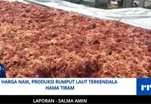 Harga Naik, Produksi Rumput Laut Terkendala Hama Tiram