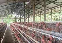 Pengusaha Nilai Harga Ayam Rp19.500 Belum Layak untuk Nunukan