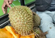 Petani Durian Nunukan Masih Minim Edukasi