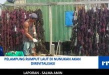 Pelampung Rumput Laut di Nunukan Akan Diganti, Tekan Sampah Plastik di Laut
