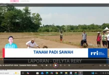 Petani di Desa Binusan Menanam Padi Sawah Jenis Inpari 32 dan 49
