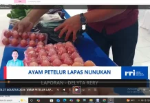 Balai Karantina Hewan, Ikan, dan Tumbuhan Nunukan Belum Menemukan Wabah di Ayam