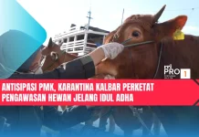 Antisipasi PMK, Karantina Kalbar Perketat Pengawasan Hewan jelang Idul Adha