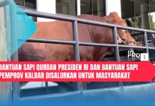 Bantuan Sapi Qurban Presiden RI dan Bantuan Sapi Pemprov Kalbar Disalurkan untuk M