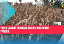 Panen Jagung Bersama Dukung Ketahanan Pangan
