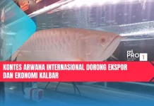 Kontes Arwana Internasional Dorong Ekspor dan Ekonomi Kalbar