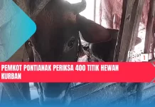 Pemkot Pontianak Periksa 400 Titik Hewan Kurban