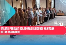 Kalbar Perkuat Kolaborasi Lindungi Kawasan Hutan Mangrove