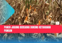 Panen Jagung Bersama Dukung Ketahanan Pangan