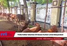 Polda Kalbar Salurkan 30 Hewan Kurban untuk Masyarakat