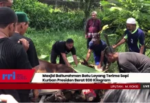 Masjid Baiturahman Batu Layang Terima Sapi Kurban Presiden Berat 930 Kilogram